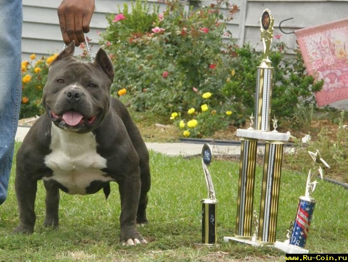 American-Bully-Dog3.jpg